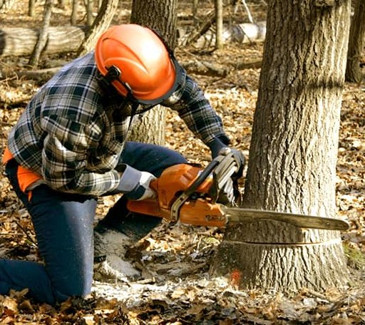 Tree Removal in Ulster, PA